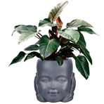   () Idealist Face Planter  (KID-FP-TWO-LG-24)